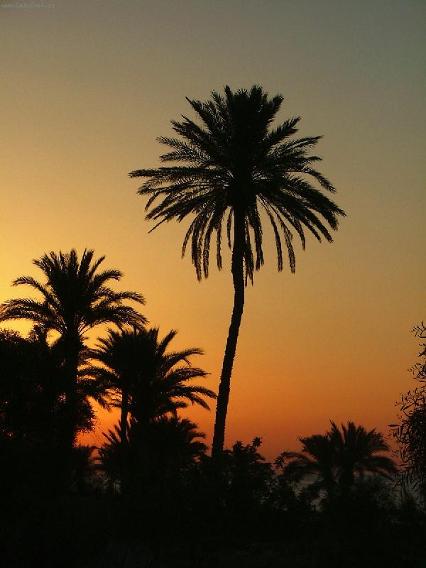 Foto: palma-svitani-..a zacina dalsi horky den ....