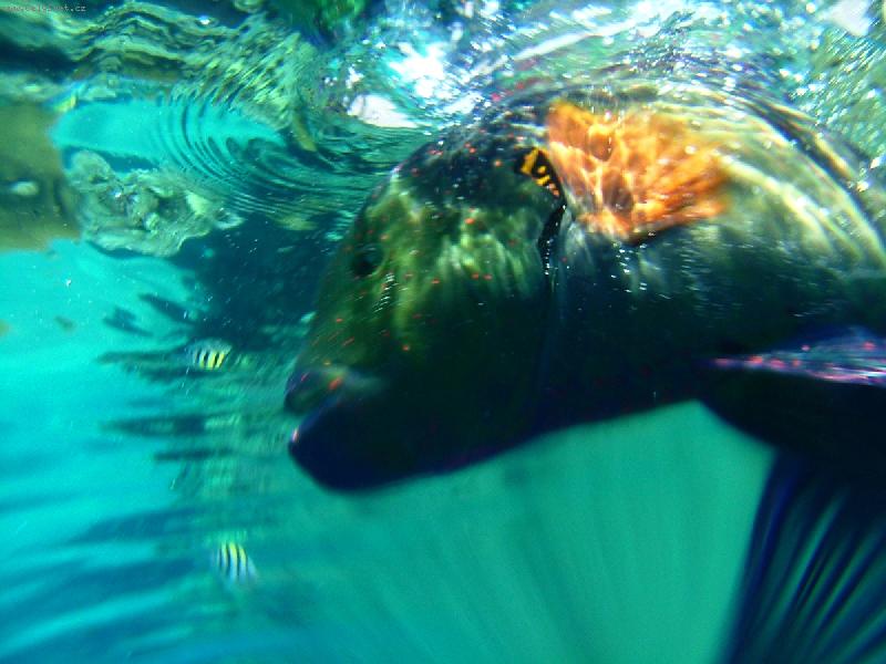 Foto: rude more-zivot v rudem mori ....