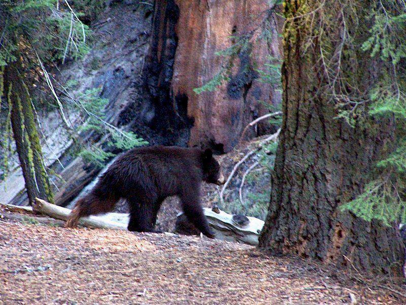 Foto: Sequoia National Park-Kalifornie