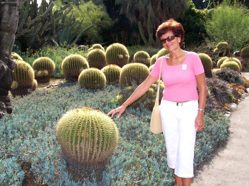 Foto: Echinokaktus Gruzona-Huntington Botanical Garden, Pasadena, Kalifornie