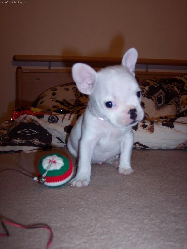 Foto: Nelinka-Moje kr�sn� sle�na