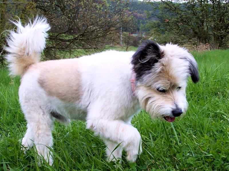 Foto: End��ek 3-v�ce fotek na http://home.tiscali.cz/seeprague/