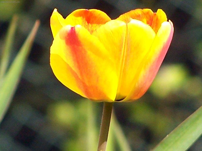 Foto: Tulip�n-v�ce fotek na http://home.tiscali.cz/seeprague/