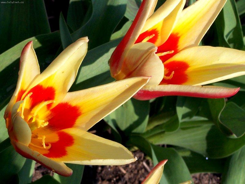 Foto: Tulip�ny-v�ce fotek na http://home.tiscali.cz/seeprague/