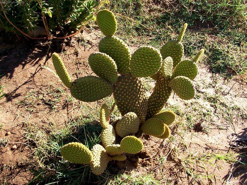 Foto: Opuncie - str�ce pou�t� (Tunisko)