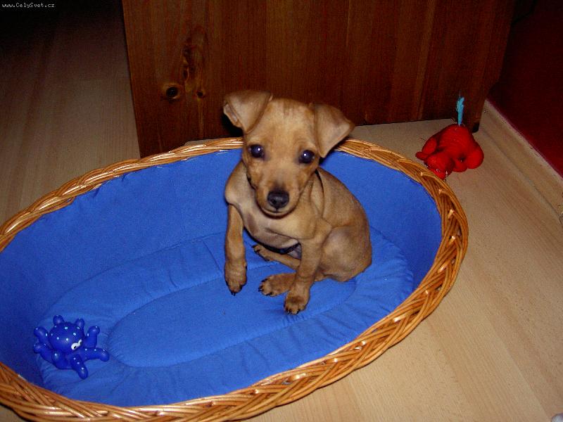 Foto: trpasli�� pin� 3 m�s�ce