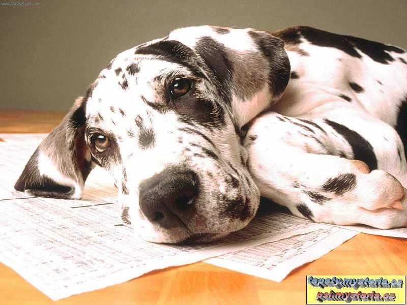 Foto: berta-muj mil�ek