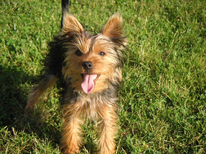 Foto: Nejkr�sn�j�� pejsek-Maxime