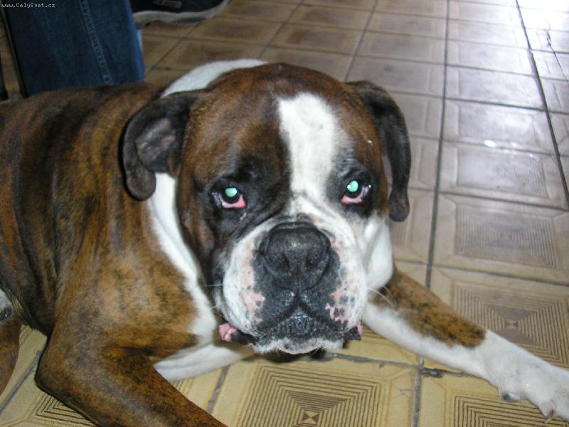 Foto: BOXER-To je m�j Greg�� .. :-)
