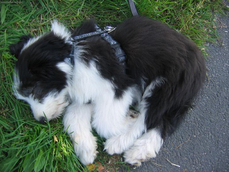 Foto: �t�n�3-miluju spink�n�:)