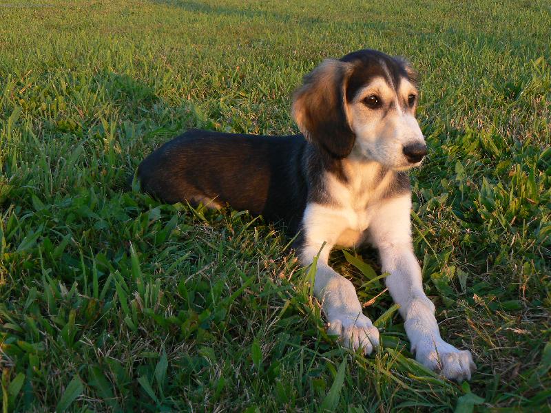 Foto: Aischaja Yrtep-9-t�denn� �t�n� saluki