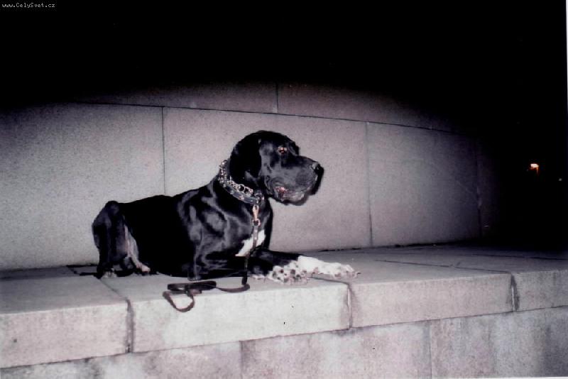 Foto: DANTE �esk� Sirius