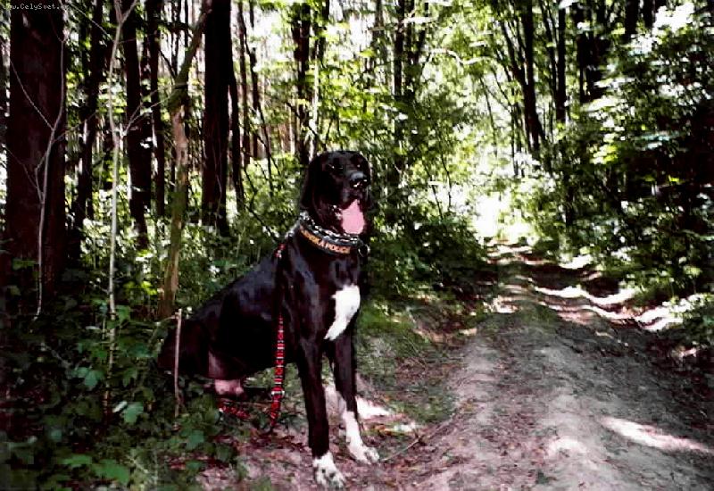 Foto: DANTE �esk� Sirius