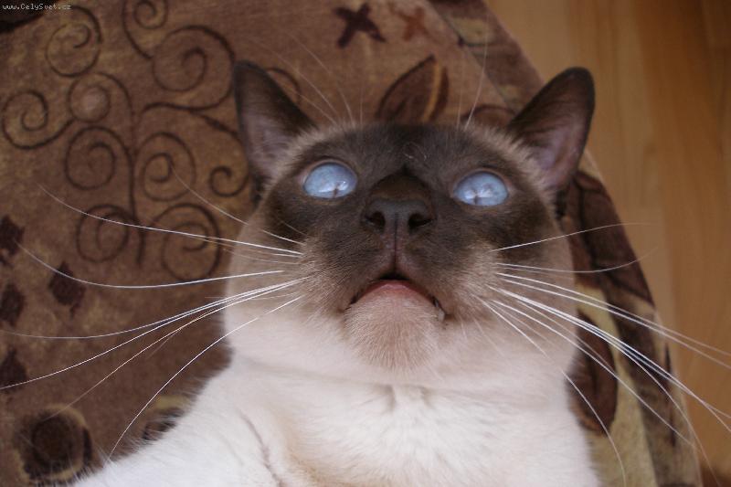 Foto: fil�pek-ne�um!