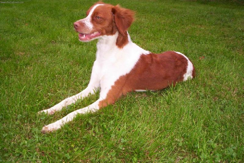 Foto: fena z chovn� stanice Z Lukovensk�ch kout�-fena nar. 2005