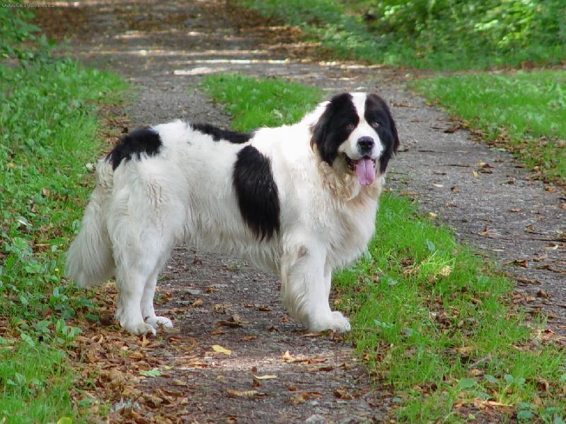 Foto: Alain z Letohradu-Alain kryc� pes