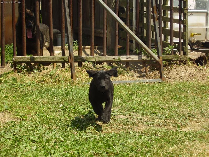 Foto: Argo-psi let� na chappi