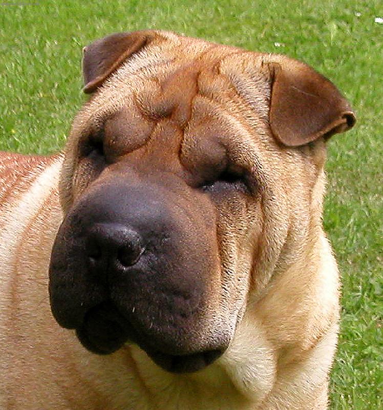 Foto: �arpej - fena Annie