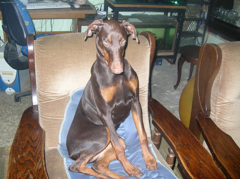 Foto: Fox��ek a jeho nev�sta Sydny-n� fox�k