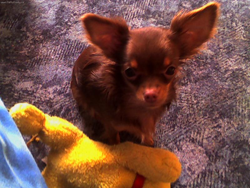 Foto: Magali-poj� si hr�t s medv�dkem ... Kdo by tomu pohledu odolal? :-)