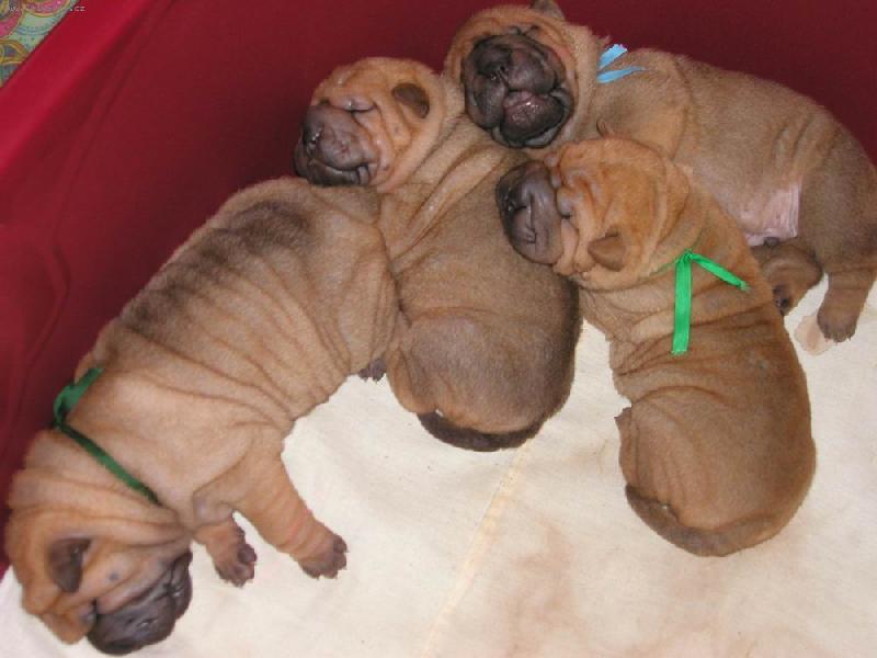 Foto: �arpej� miminka - 2 t�den