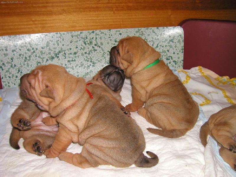 Foto: �t��ata - 3 t�dny