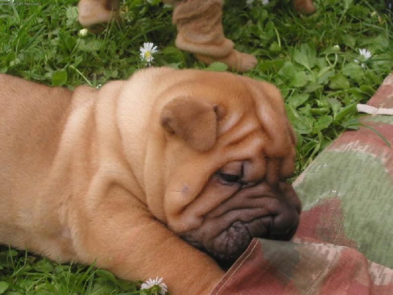 Foto: �t�n� - 5.t�den