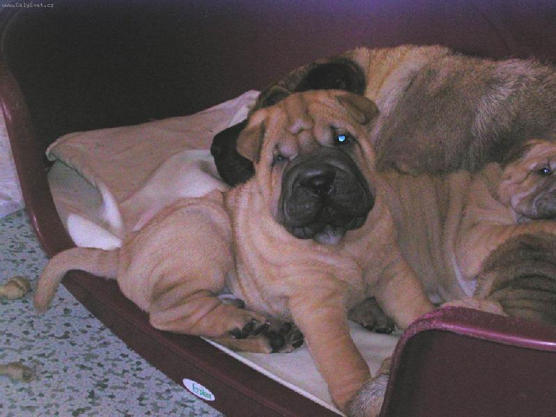 Foto: �t��ata - 6 t�dn�