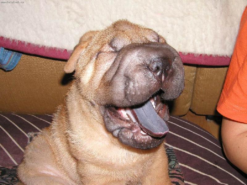 Foto: Barney - 7 t�dn�-�arpej a �au-�au jsou jedin� psi, kte�� maj� modr� jazyk