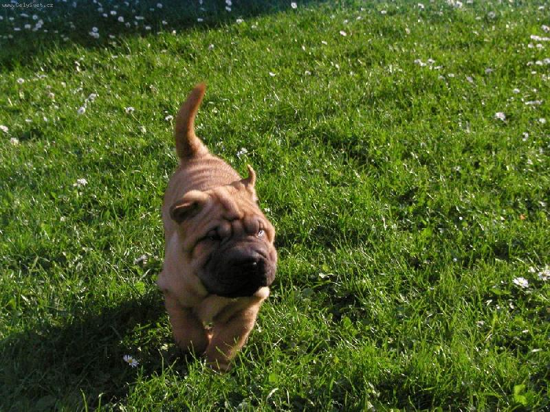 Foto: sedmi t�denn� zmuchl�nek