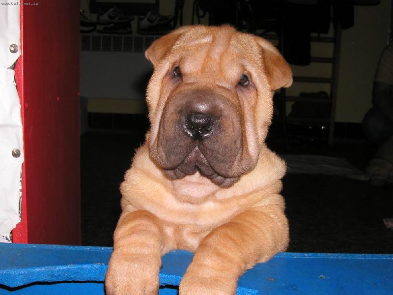 Foto: Baffy - 8 t�dn�