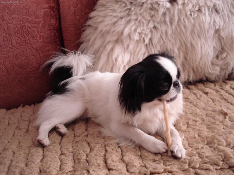 Foto: Cameo-hra s kamar�dkou