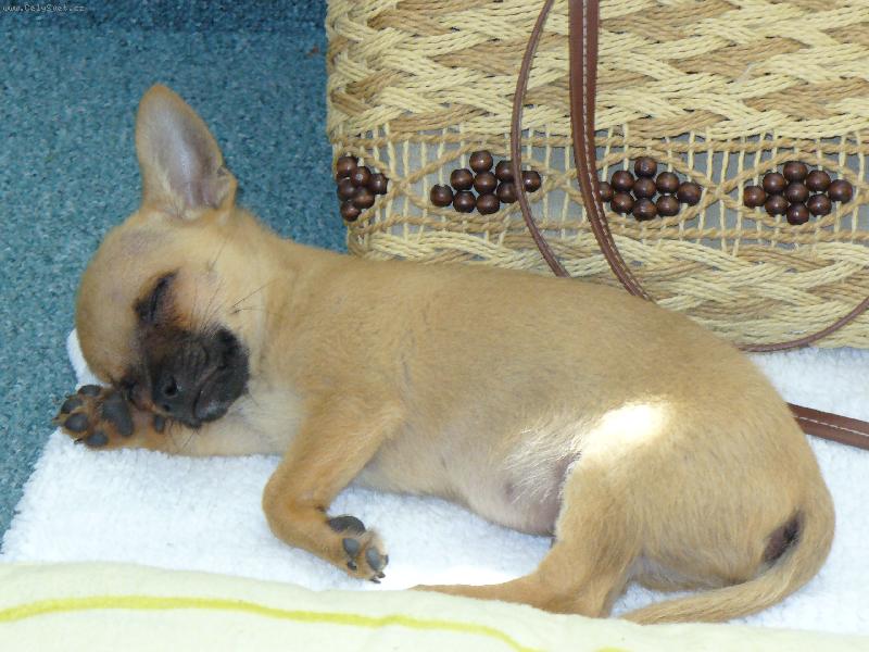 Foto: Fenri (Reino-chi ze S�dlberku)-spinkam