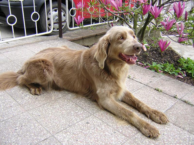 Foto: V�marsk� oha� dlouhosrst�-na�e Cora - zakladatelka chovu