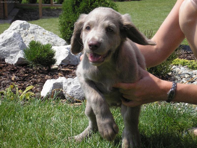 Foto: V�marsk� oha� dlouhosrst�-Buffy ze �t�teck�ch zahrad