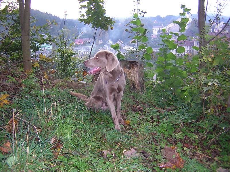 Foto: V�marsk� oha� dlouhosrst�-Achim ze �t�teck�ch zahrad