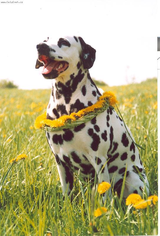 Foto: S�ru� p�zuje :-)-S�ru� trp�liv� p�zuje s pampeli�kov�m v�ncem