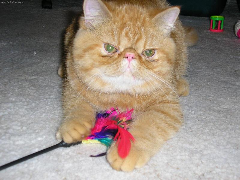 Foto: mal� Garfield-t�mto p��rustkem do rodiny se mi pochlubil m�j bratranec