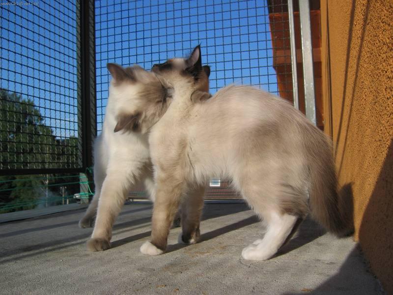 Foto: L�ska k se�r�n�-L�ska k se�r�n�