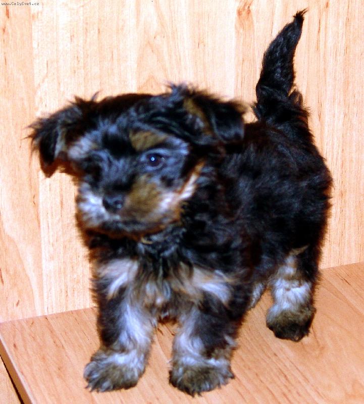 Foto: Jon�ek-��k�me mu \"dogo\".