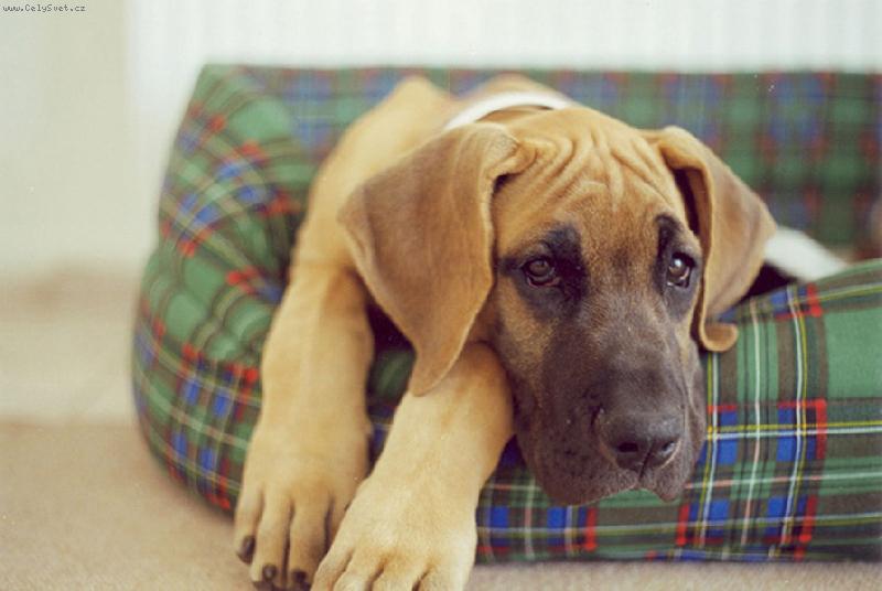 Foto: Vikinka-na�e srd��ko v pel�ku