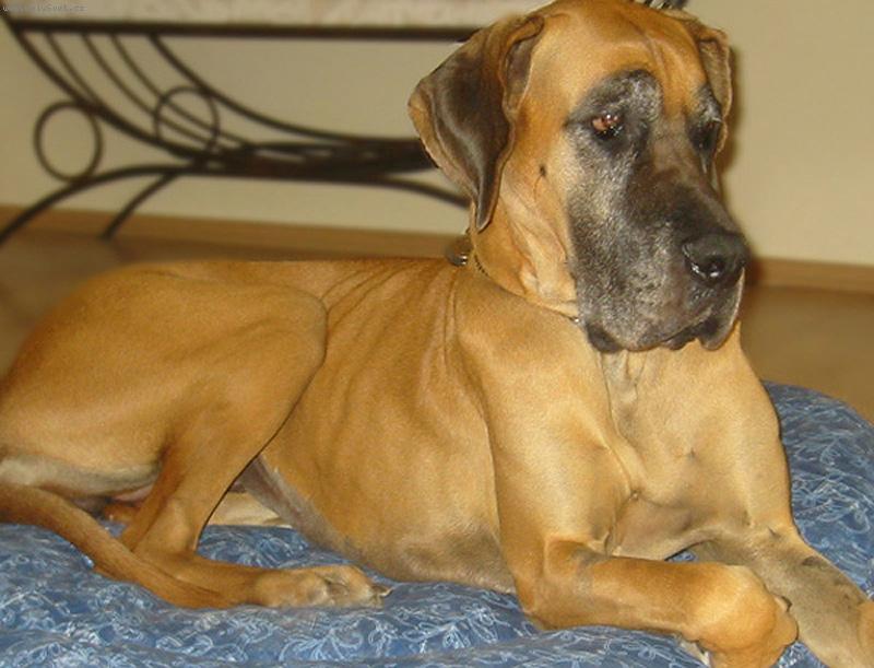 Foto: Vikinka-veget v ob�vaku