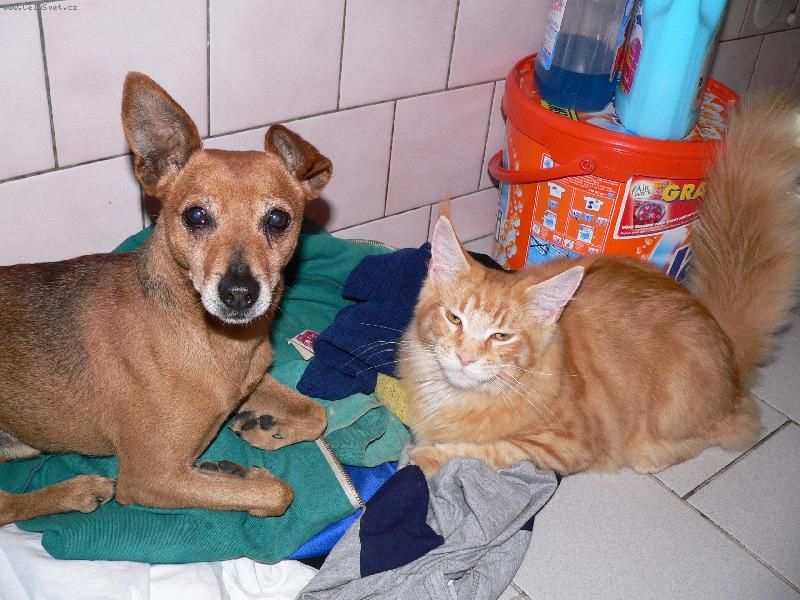 Foto: Dragon a k��enec Jerry-Dragon je fe��k!Ko�ky vedou!