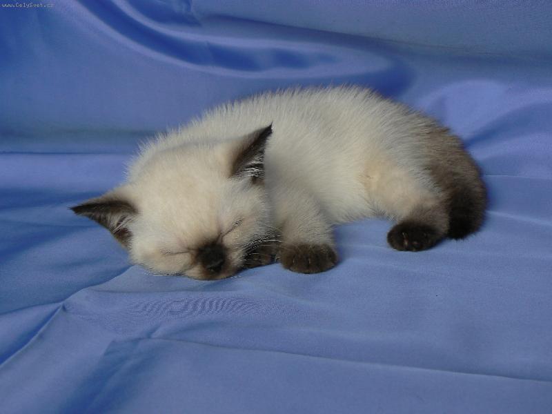 Foto: dascha-Dasha sp�