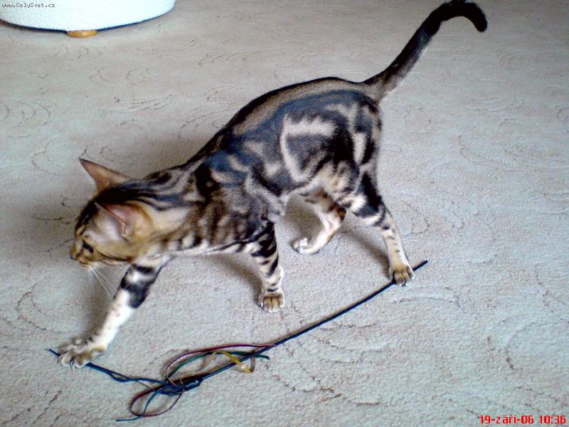 Foto: skoum�n�-skoum�n�