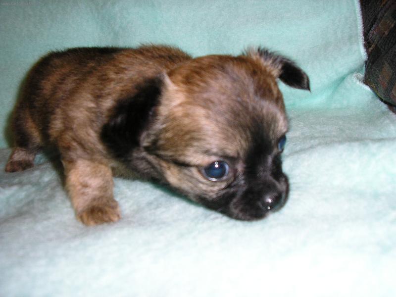 Foto: Mal� Ygrein-j� chci zase k m�m� !!!