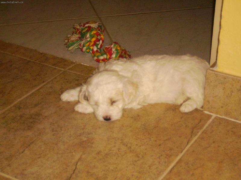 Foto: usnul n�m...sp�...-bi�onek si hr�l..a� usnul..