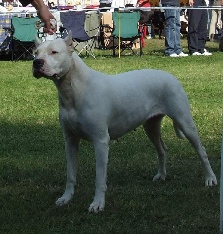 Foto: Na v�stav�-Ch. Hecla dei Falchi Bianchi