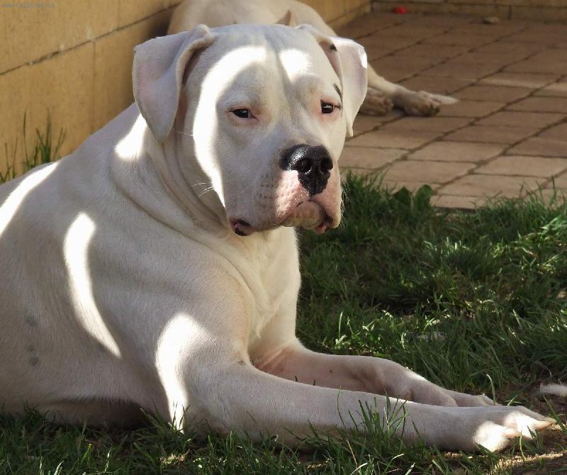 Foto: Mla�och Alonso-JCh. Alonso Charismatic( Matka:Ch. Hecla dei Falchi Bianchi X Otec : Ch.Baqueano de la Vieja Diana).Na fotce ve v�ku 14 m�s�c�