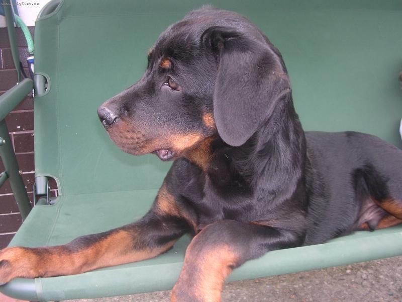 Foto: Max na houpa�ce